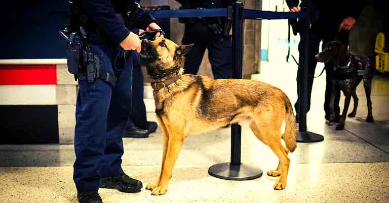 Abilities of K9s: A Look into Stowaway Detection