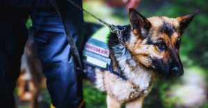 Sniffing Out Threats K9 Stowaway Search with Doric NG
